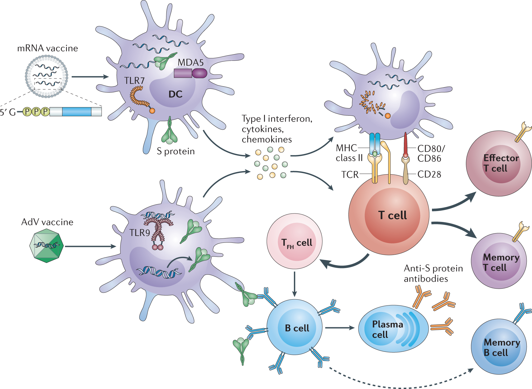 BIOL 372 01 (Rabquer - Spring 2024)